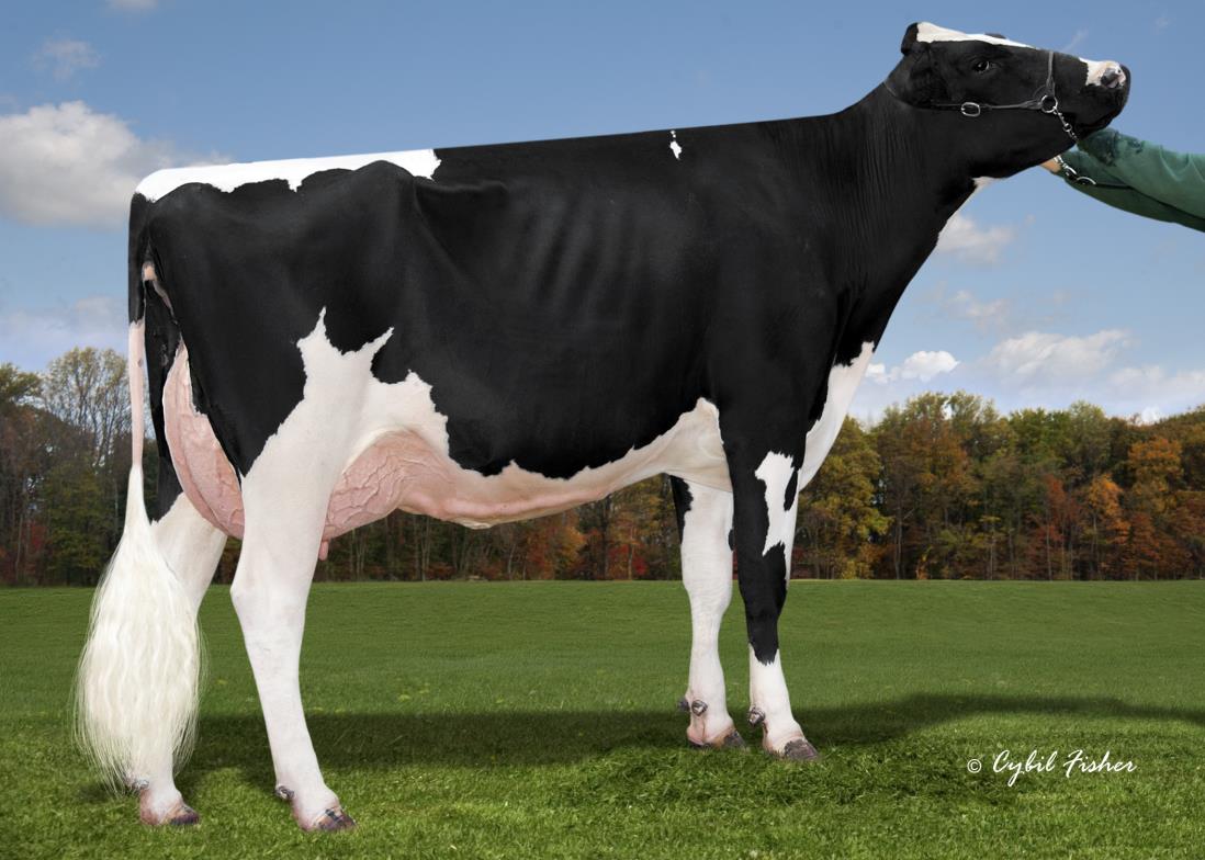 HEARTLAND — 799HO00098